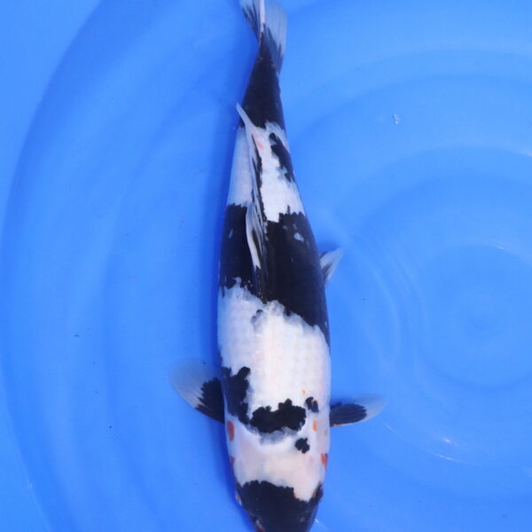 Carpe koi Shiro Utsuri – Shiro Utsuri 43cm (5449)