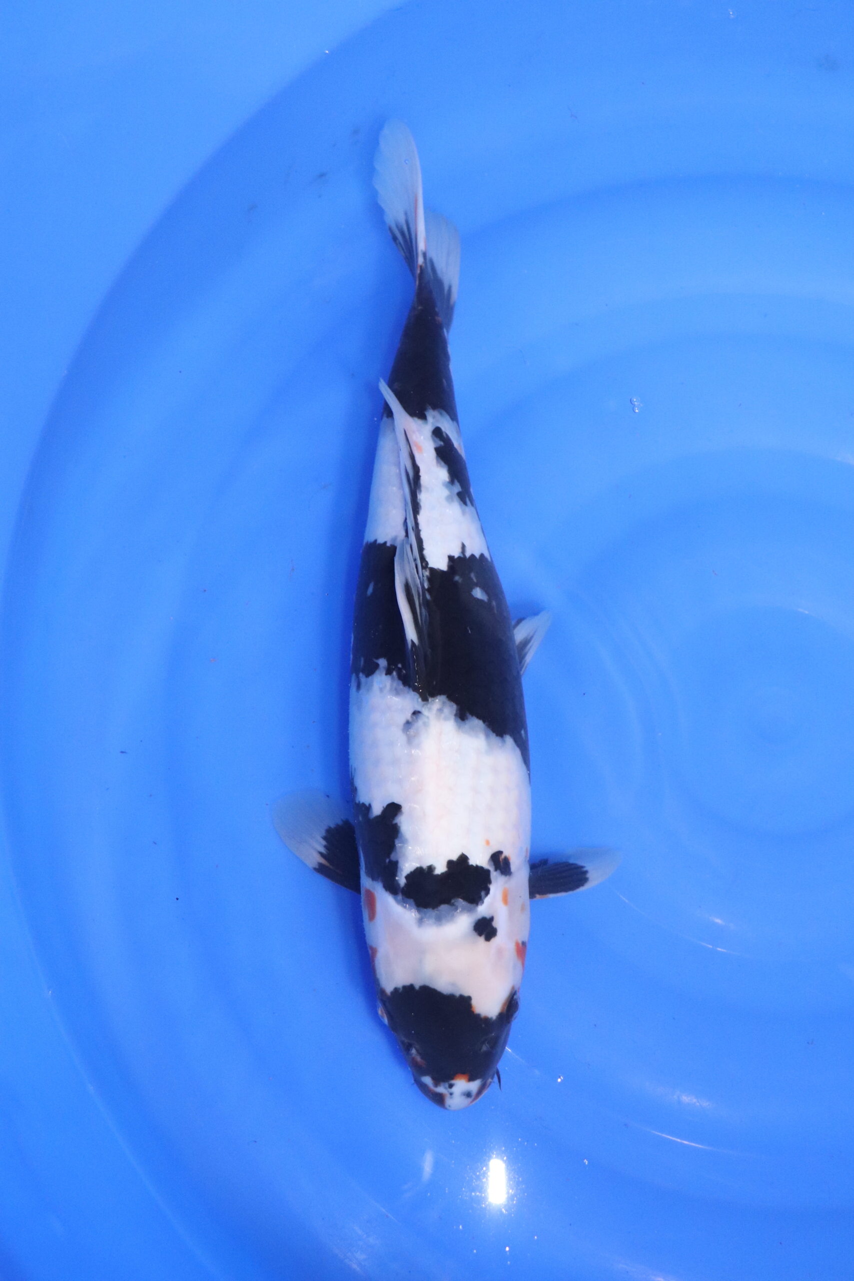 Carpe koi japonaise shiro Utsuri (5449)
