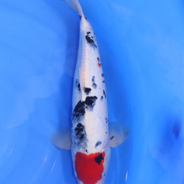 Carpe koi Sanke – Tancho Sanke Ginrin 43cm (5460)