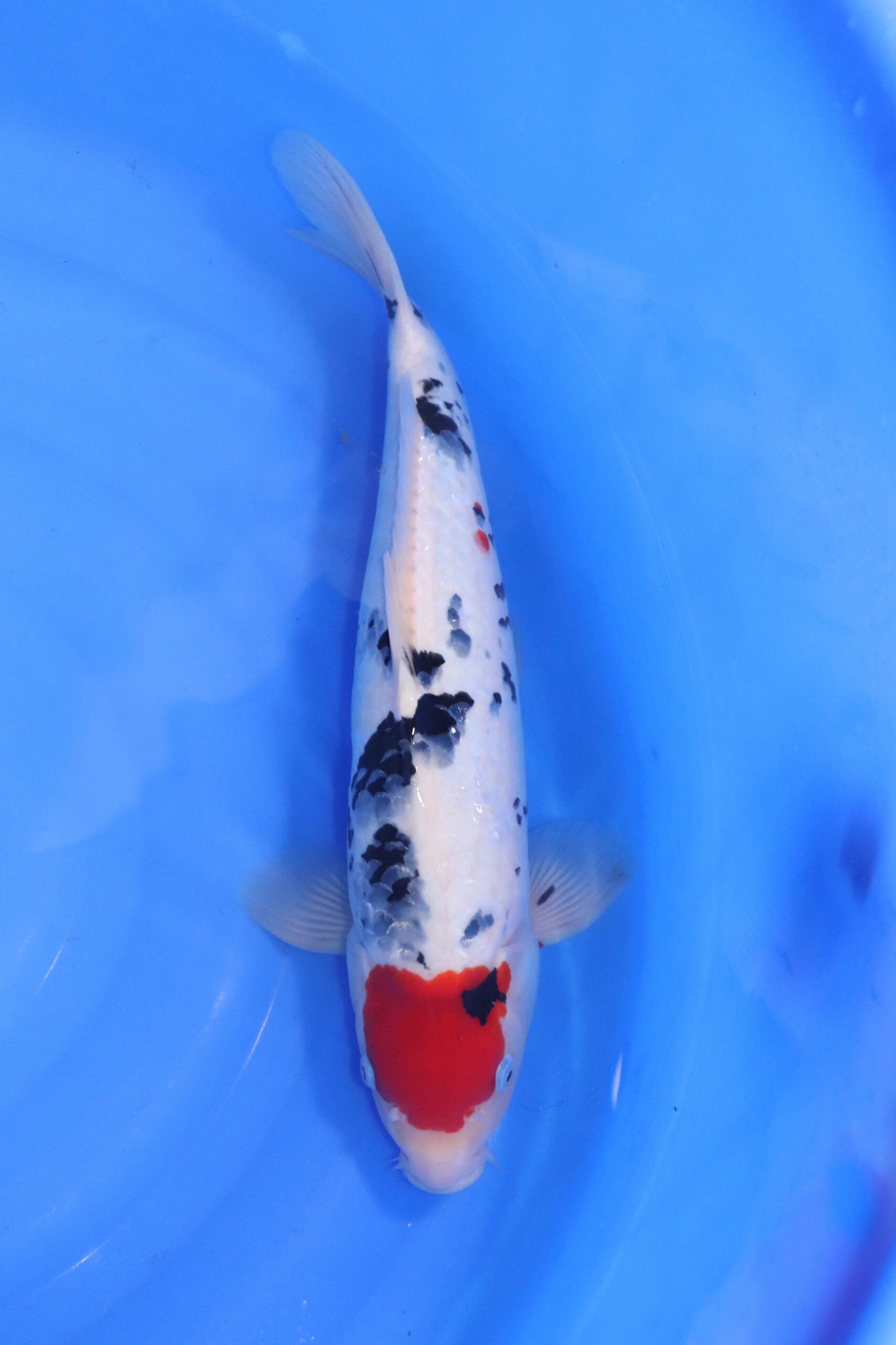 Carpe koi japonaise tancho sanke ginrin (5460)