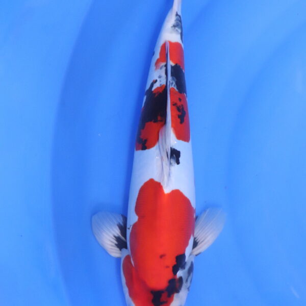 Carpe koi Showa – Showa Doitsu 32cm (5467)