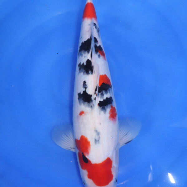 Carpe koi japonaise sanke (5475)