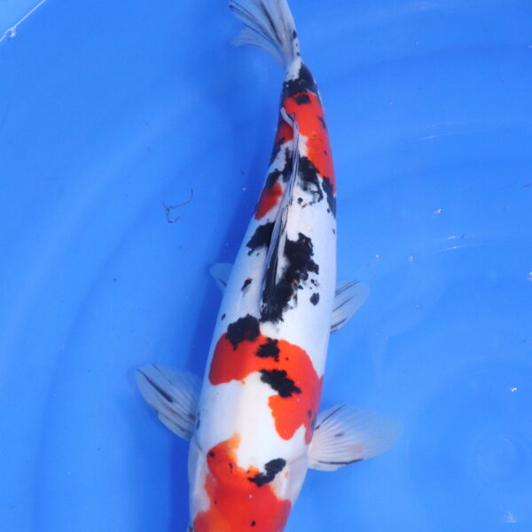 Carpe koi japonaise sanke doitsu (5487)