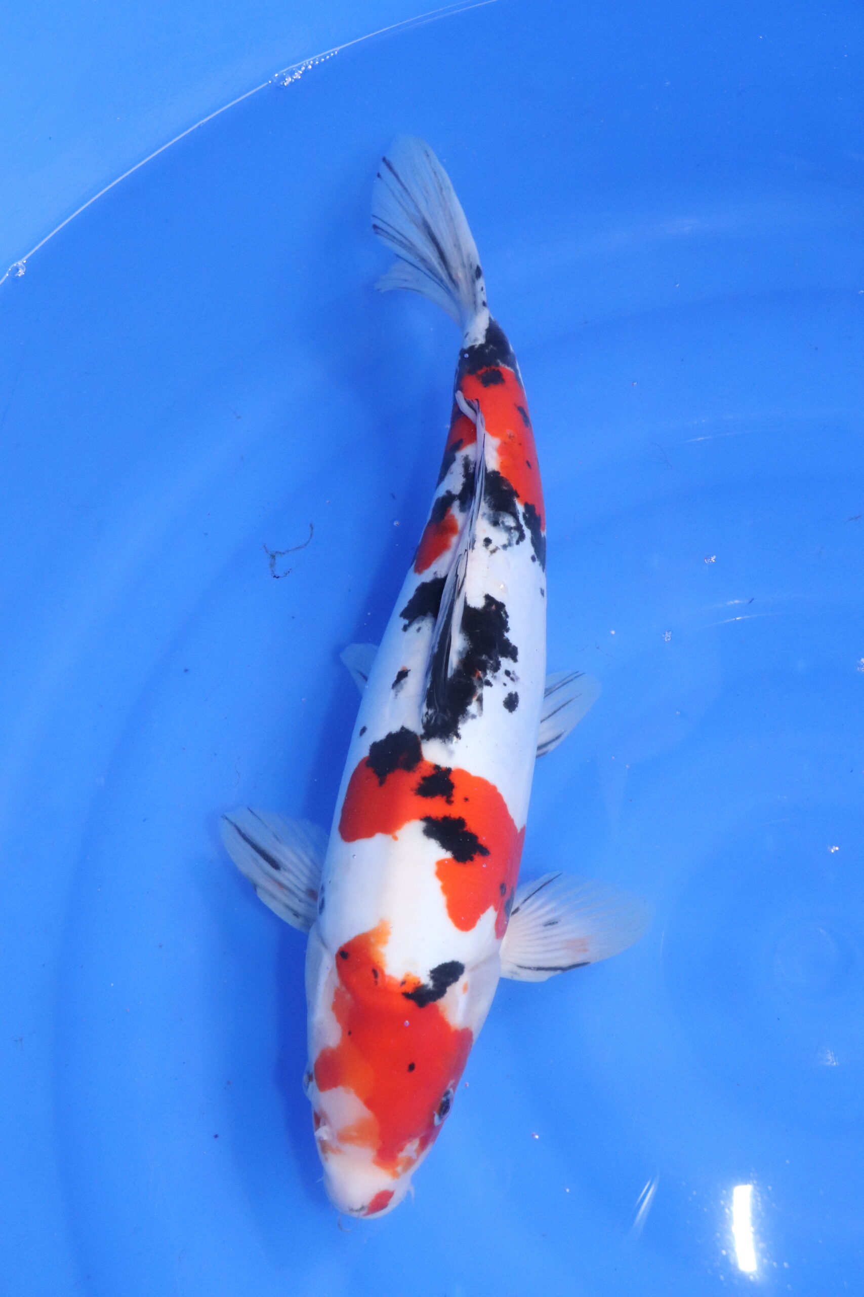Carpe koi japonaise sanke doitsu (5487)