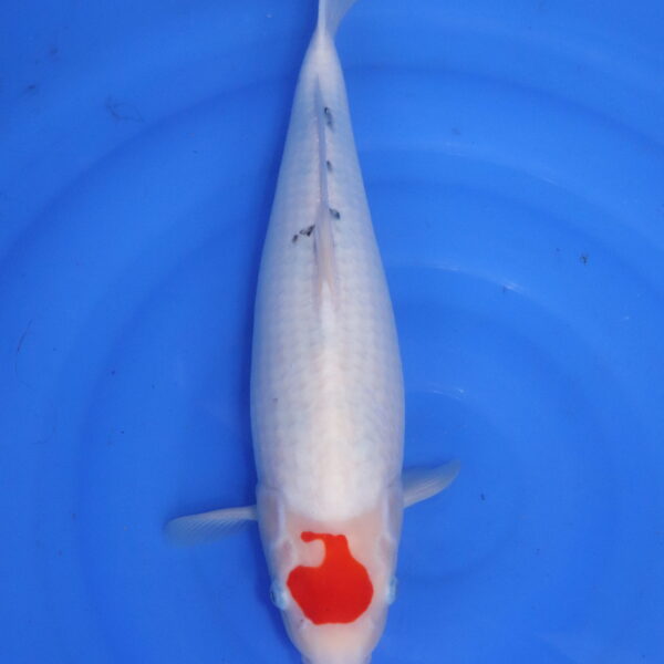 Carpe koi japonaise tancho sanke (5491)