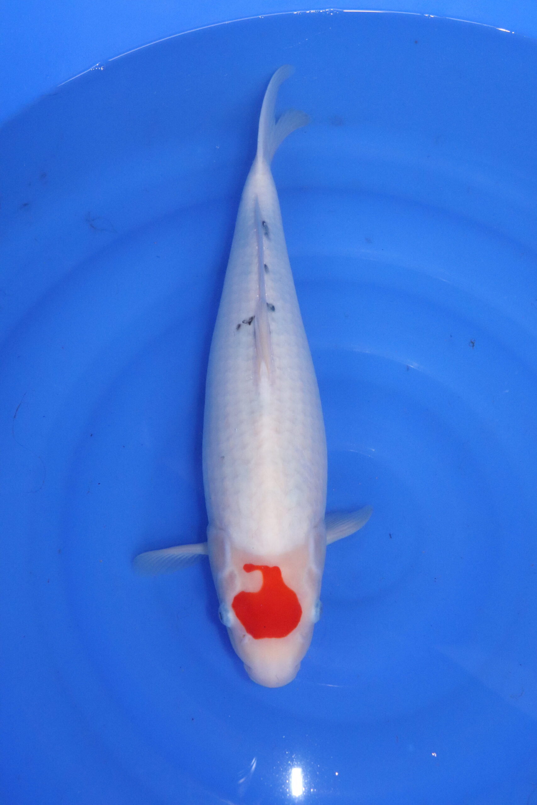 Carpe koi japonaise tancho sanke (5491)