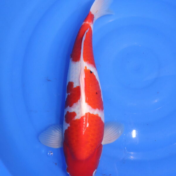 Carpe koi japonaise kohaku (5496)