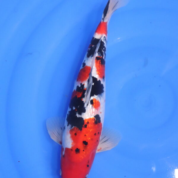Carpe koi japonaise sanke ginrin (5501)
