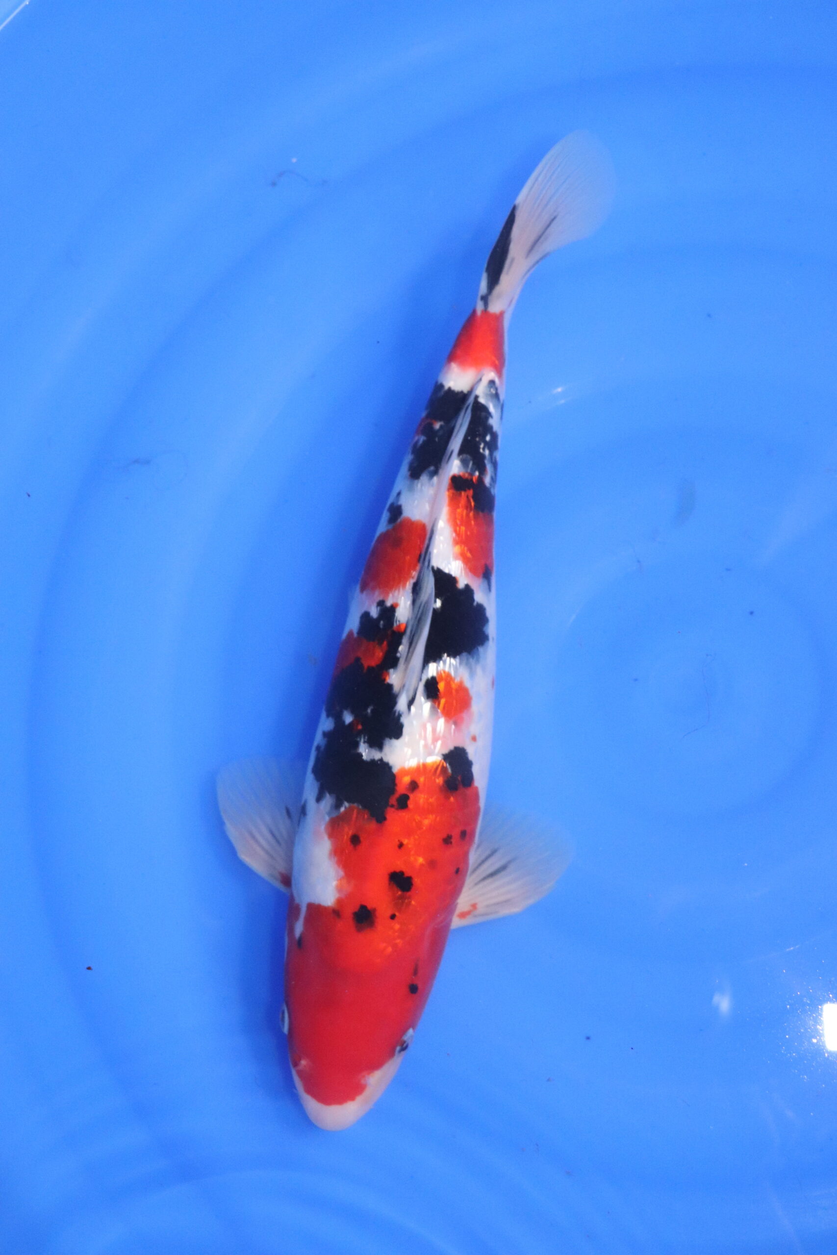 Carpe koi japonaise sanke ginrin (5501)