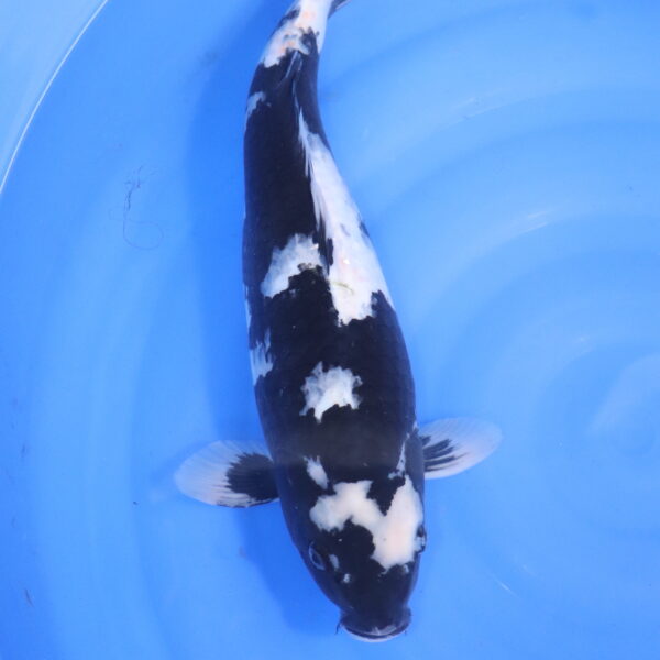 Carpe koi Shiro Utsuri – Shiro Utsuri 45cm (5505)