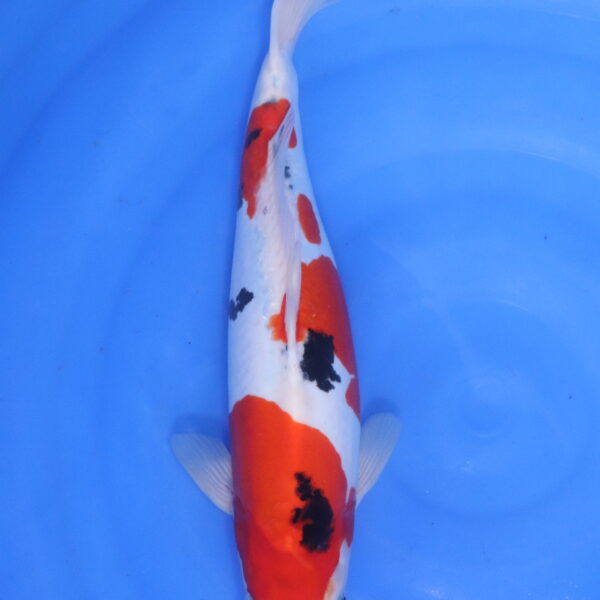 Carpe koi japonaise sanke doitsu (5507)