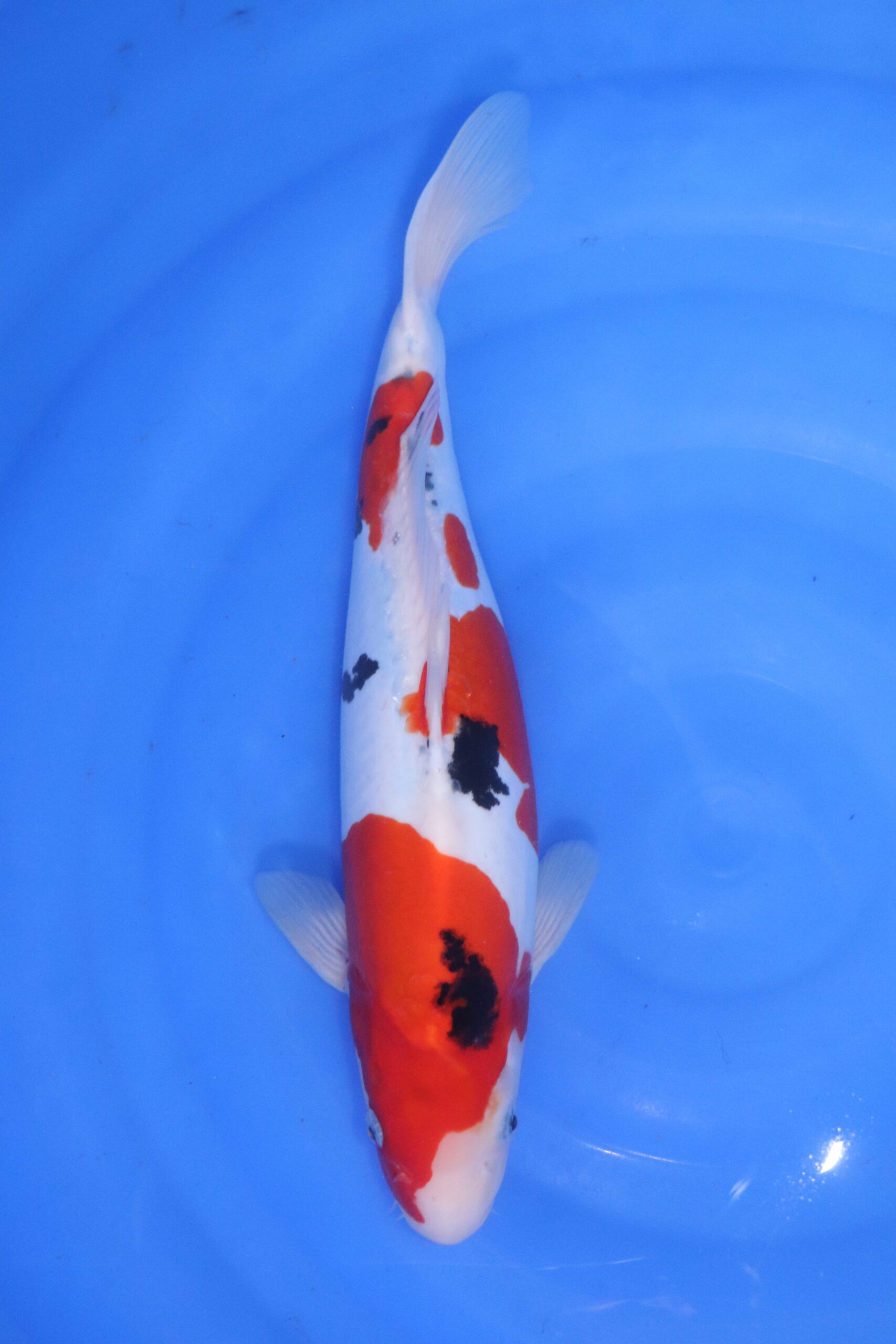 Carpe koi japonaise sanke doitsu (5507)