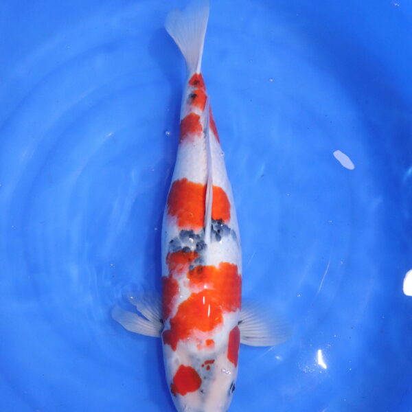Carpe koi Showa – Showa 51cm (5513)
