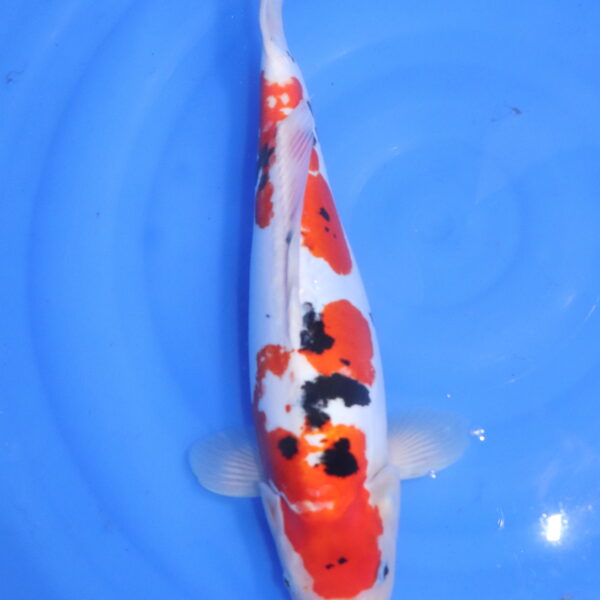 Carpe koi japonaise Sanke Doitsu (5519)