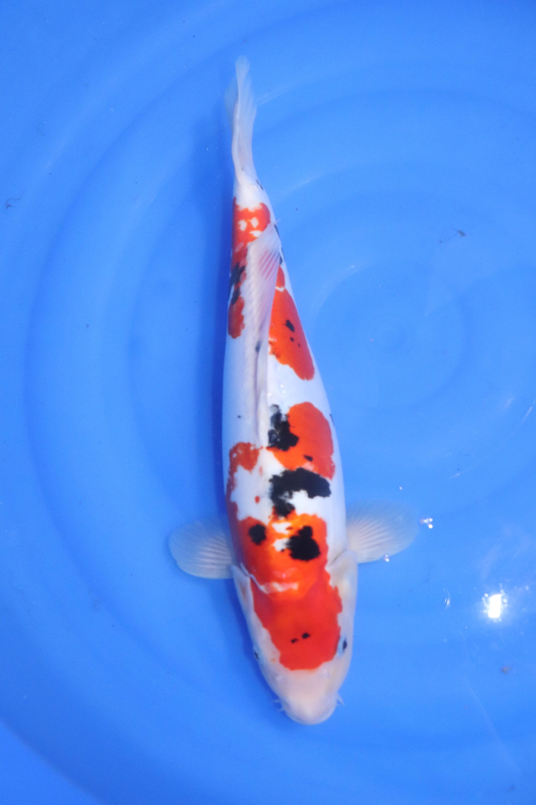 Carpe koi japonaise Sanke Doitsu (5519)