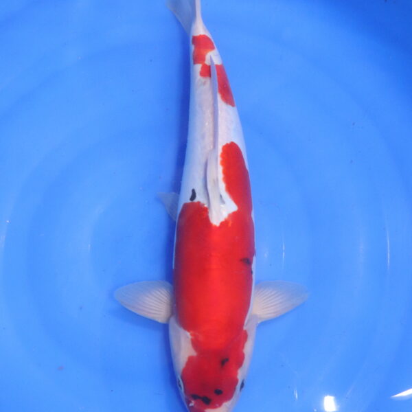 Carpe koi Showa – Hi Showa Doitsu 40cm (5523)