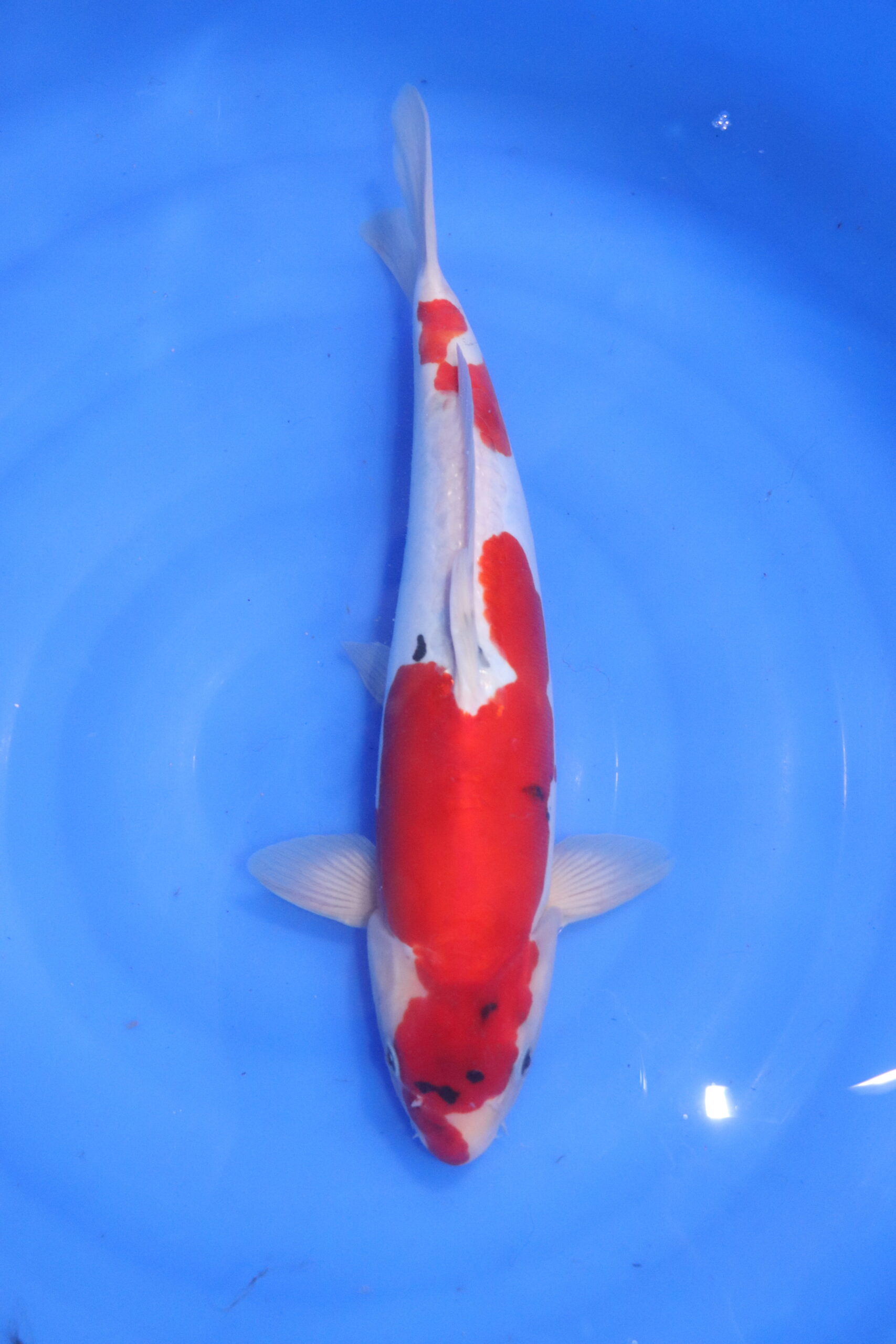 Carpe koi japonaise Hi Showa Doitsu (5523)