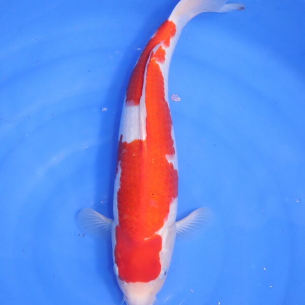 Carpe koi japonaise kohaku (5531)