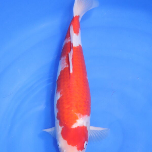 Carpe koi japonaise kohaku (5534)