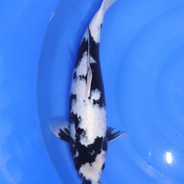 Carpe koi Shiro Utsuri – Shiro Utsuri 43cm (5537)