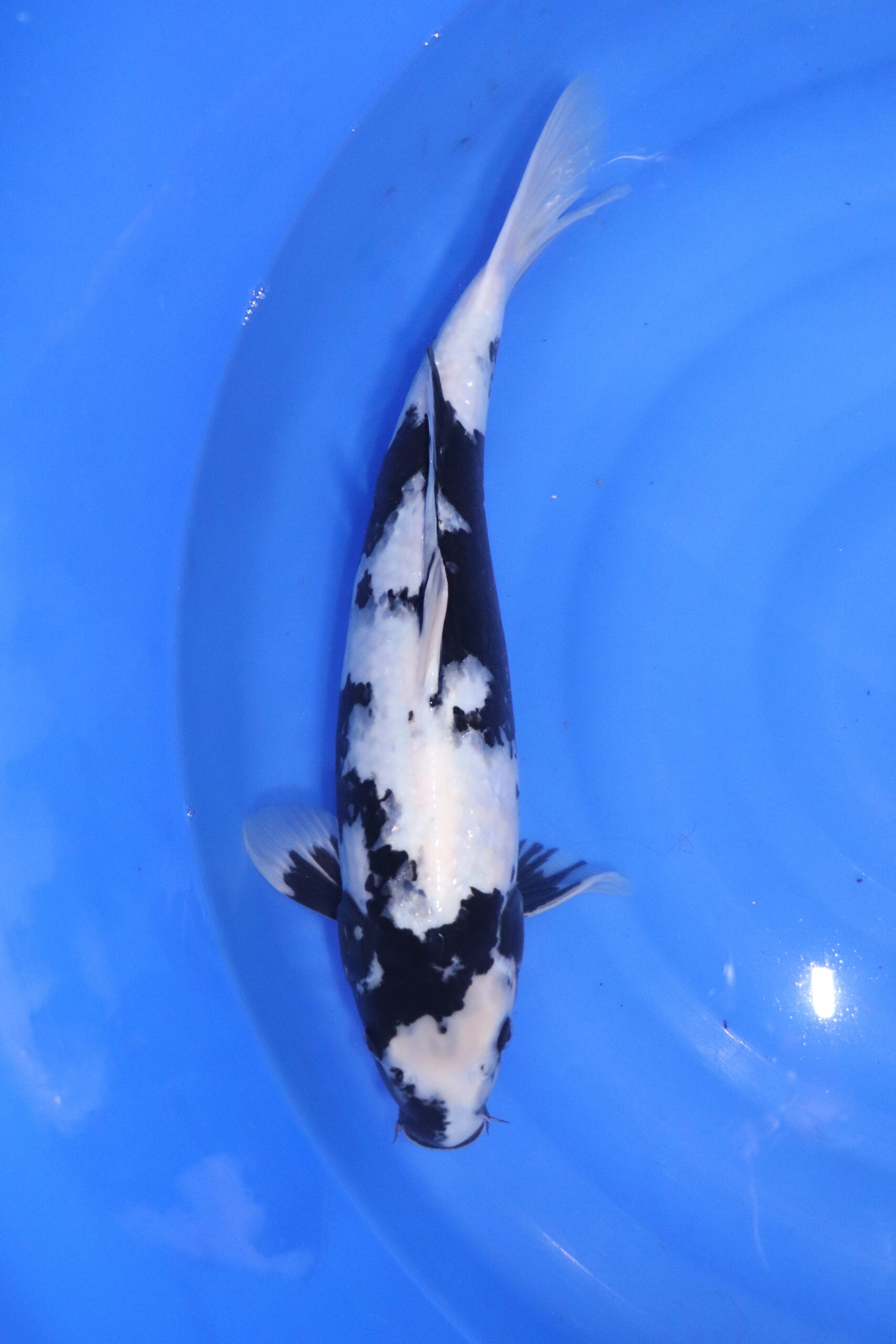 Carpe koi japonaise shiro utsuri (5537)