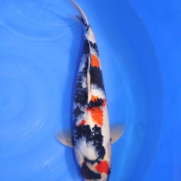 Carpe koi Showa – Showa 45cm (5544)