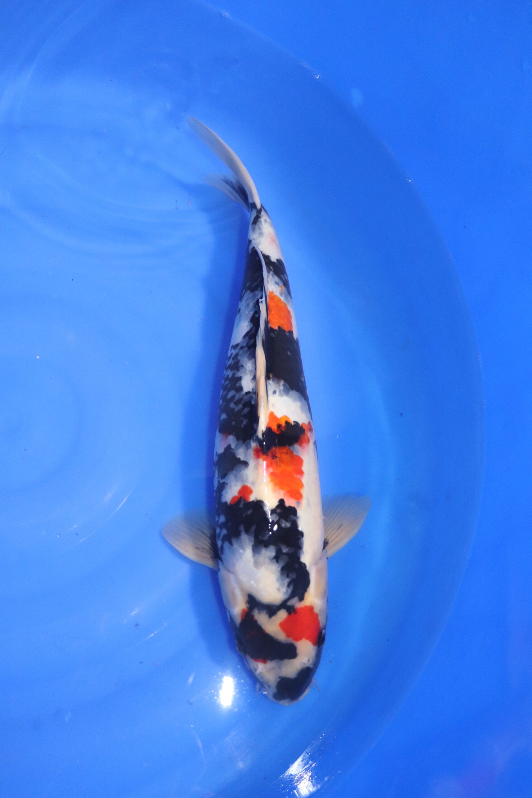 Carpe koi japonaise showa (5544)