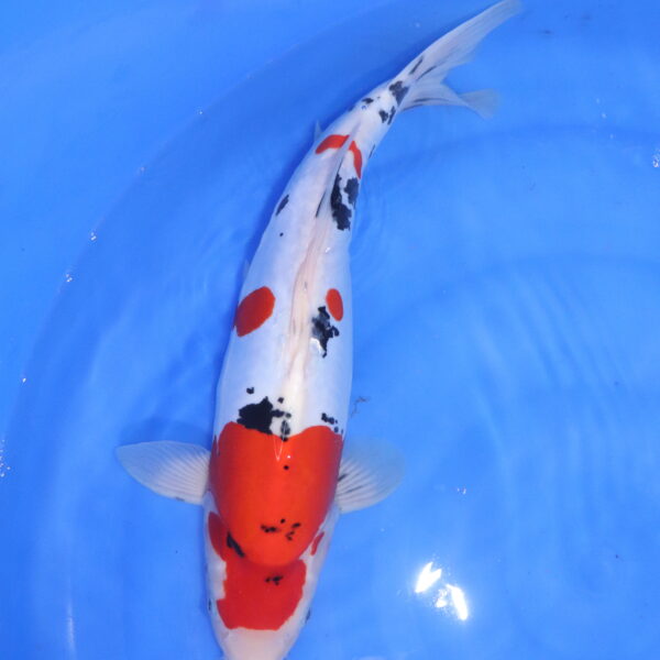 Carpe koi japonaise Sanke Doitsu