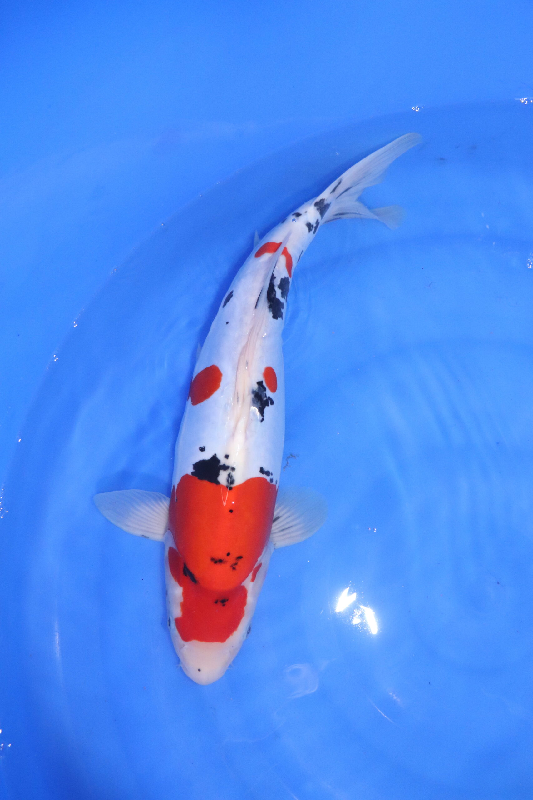 Carpe koi japonaise Sanke Doitsu