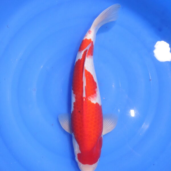 Carpe koi japonaise kohaku (5548)