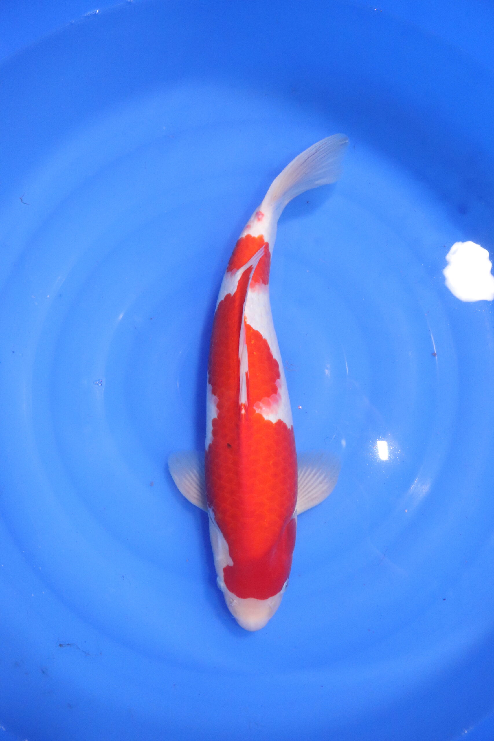 Carpe koi japonaise kohaku (5548)