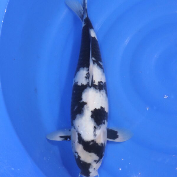 Carpe koi Shiro Utsuri – Shiro Utsuri 46cm (5554)