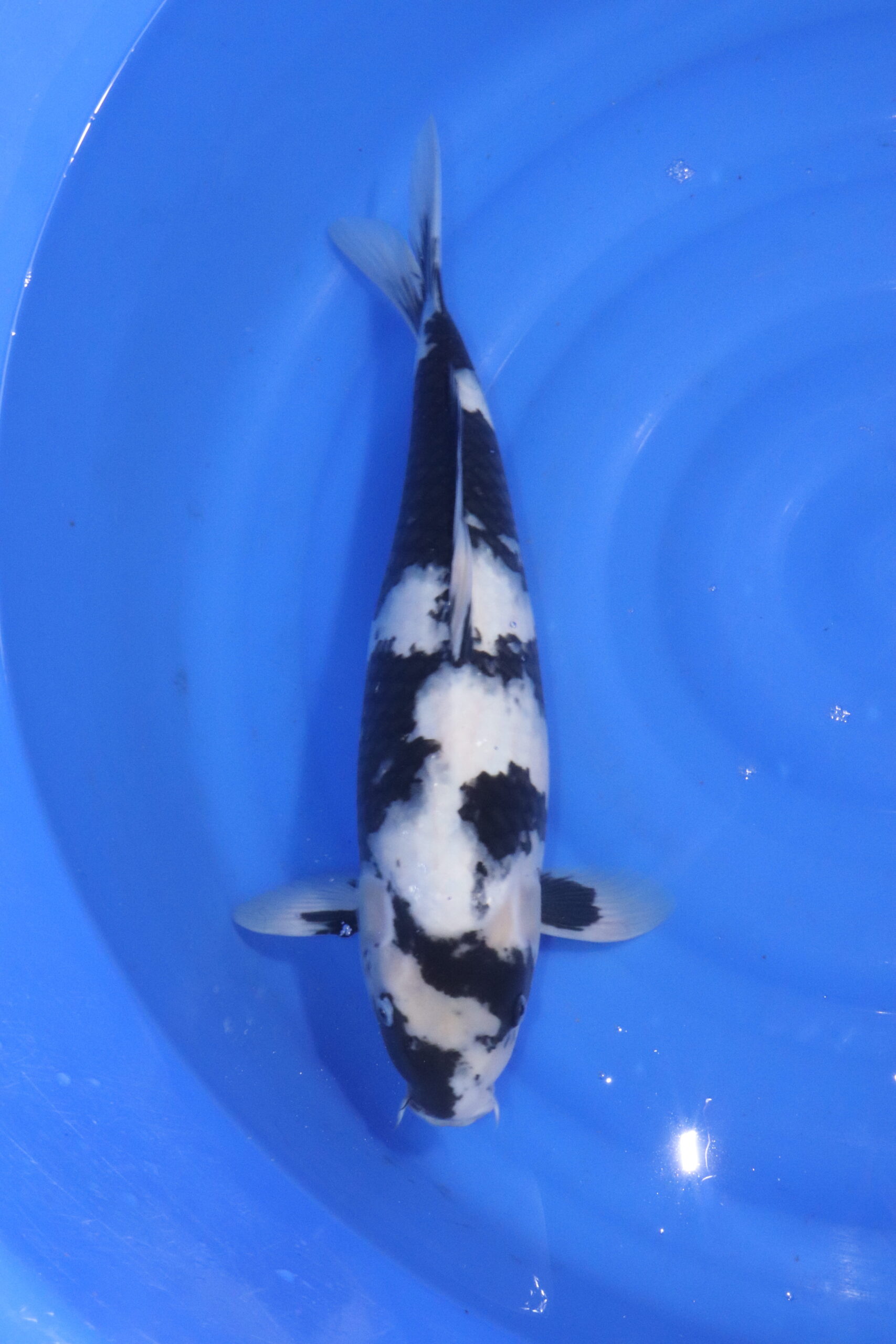 Carpe koi japonaise Shiro Utsuri (5554)