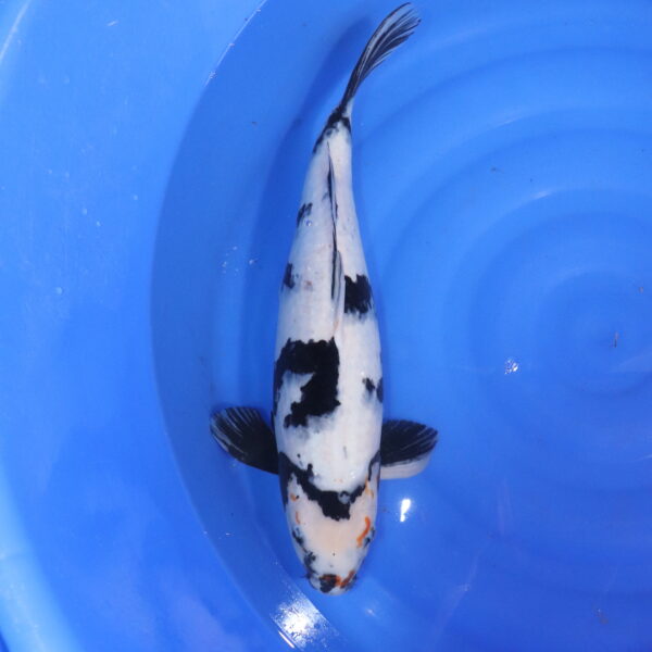 Carpe koi Shiro Utsuri – Shiro Utsuri 50cm (5558)