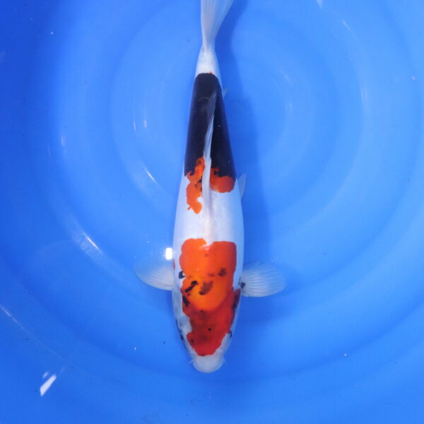 Carpe koi Showa – Showa Doitsu 40cm (5564)