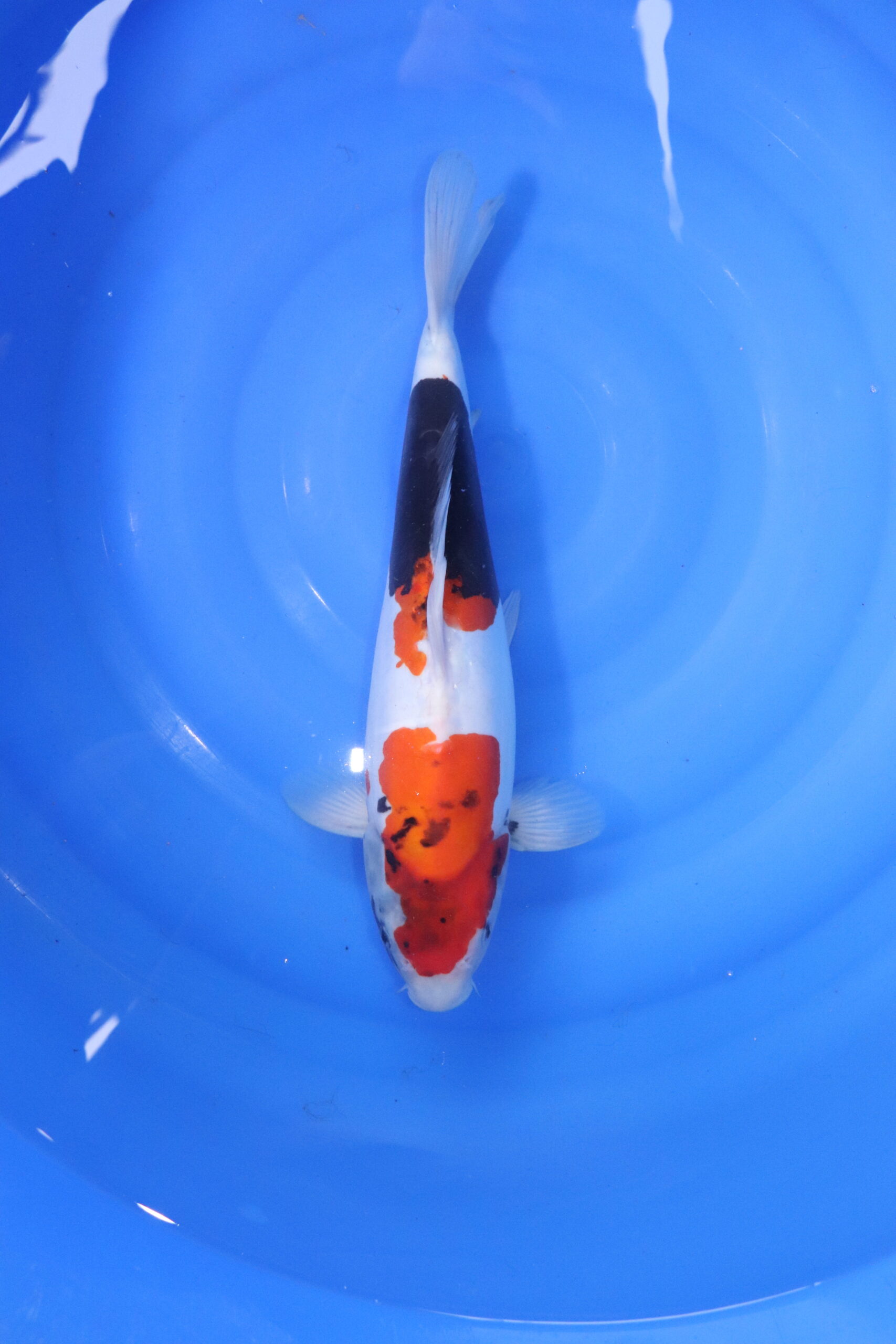 Carpe koi japonaise Showa Doitsu (5564)