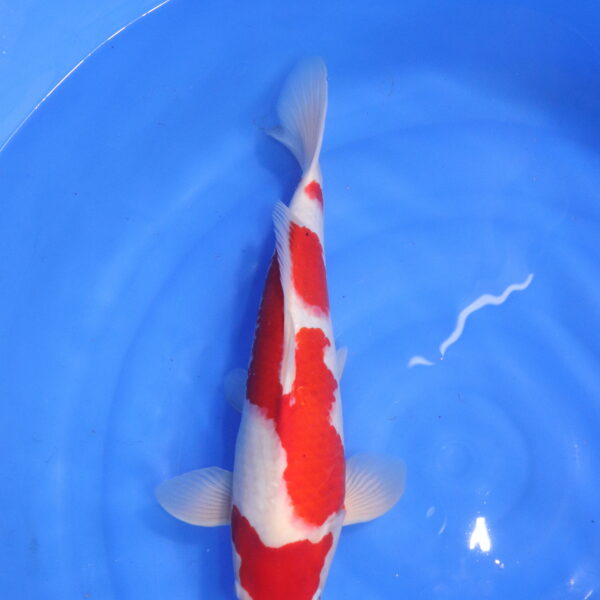 Carpe koi japonaise kohaku (5569)