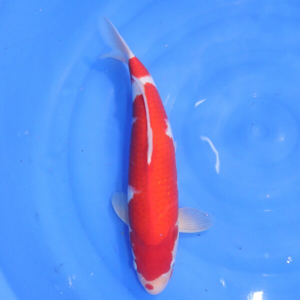 Carpe koi japonaise kohaku (5575)