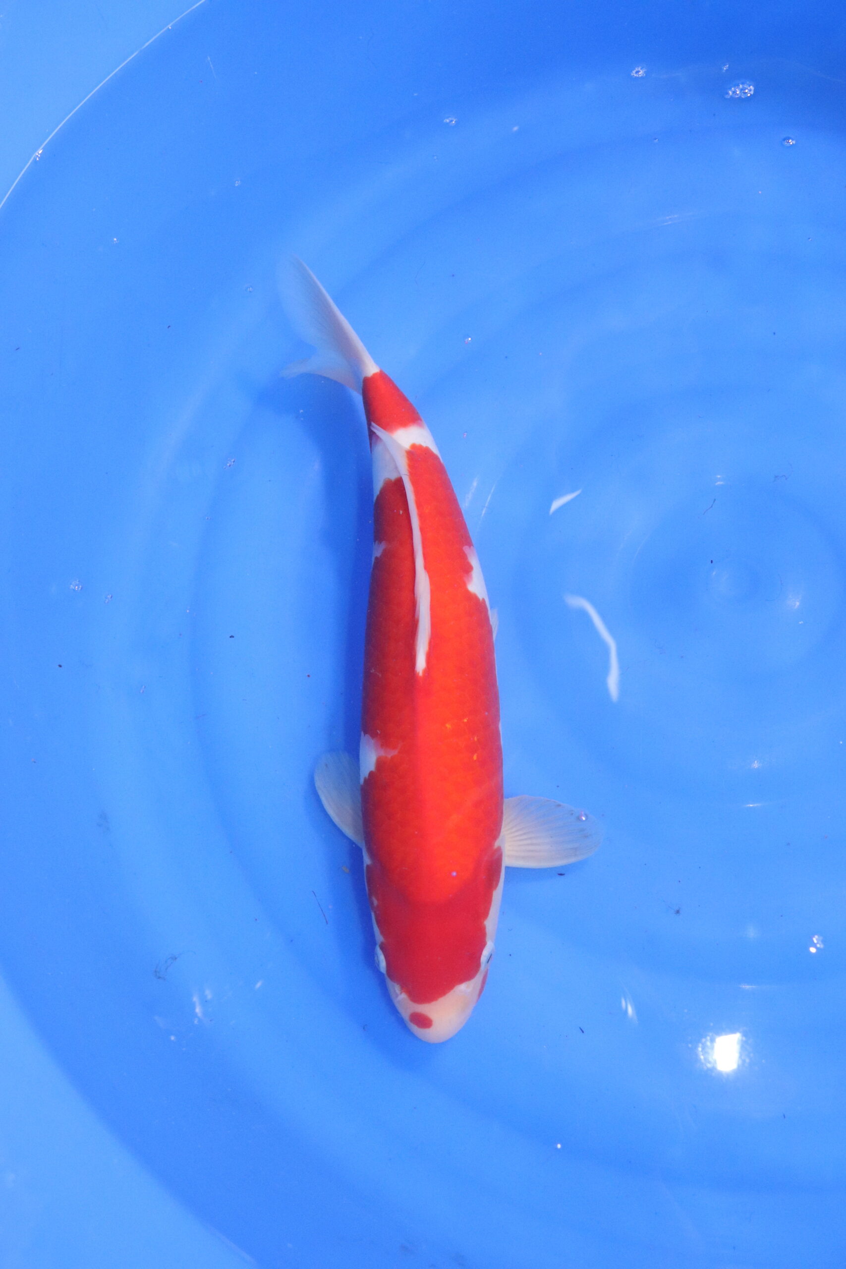 Carpe koi japonaise kohaku (5575)