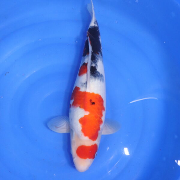 Carpe koi Showa – Showa Doitsu 44cm (5577)