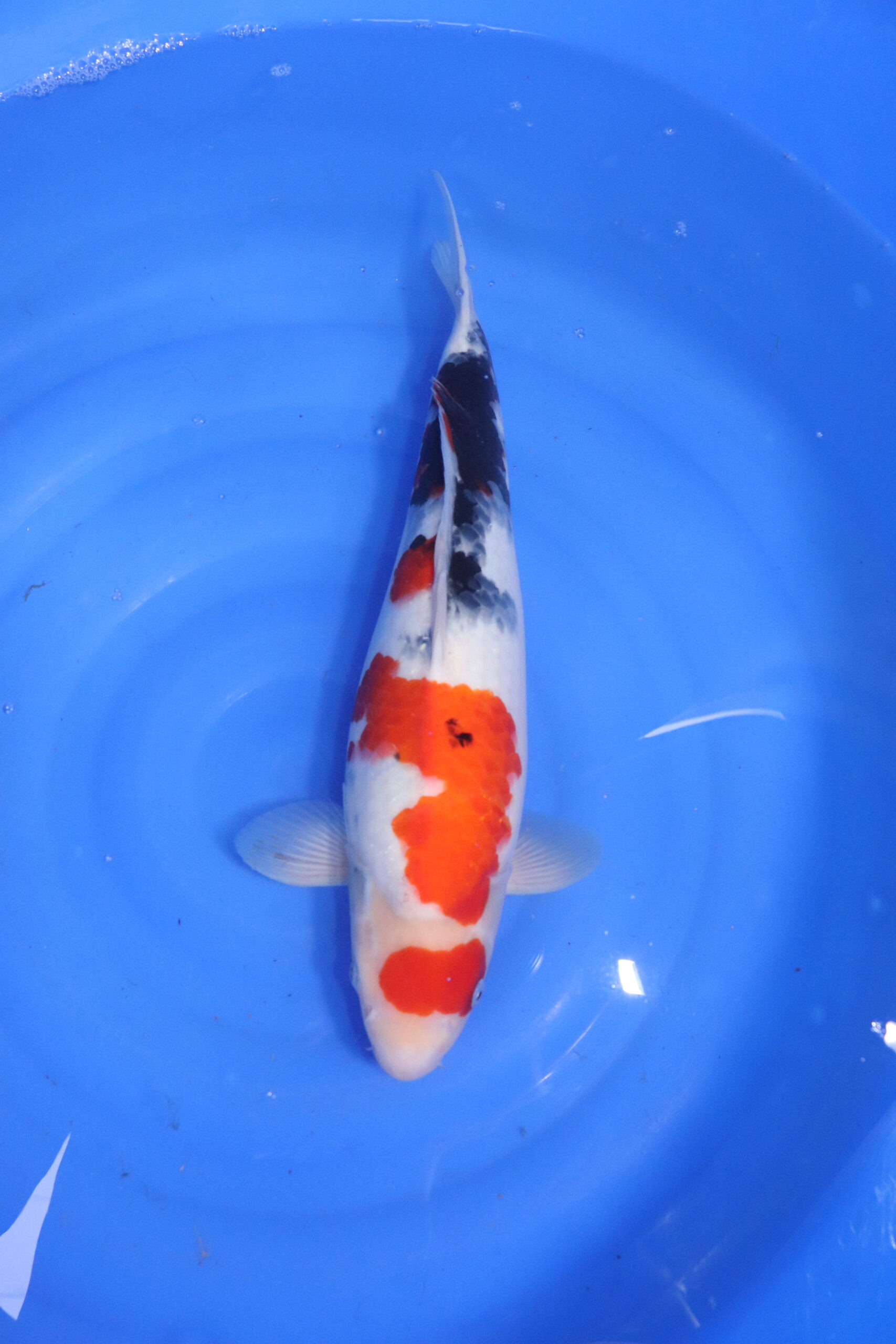 Carpe koi japonaise showa Doitsu (5577)