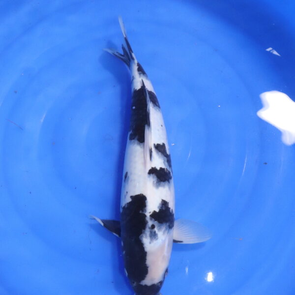 Carpe koi Shiro Utsuri – Shiro Utsuri 43cm (5582)