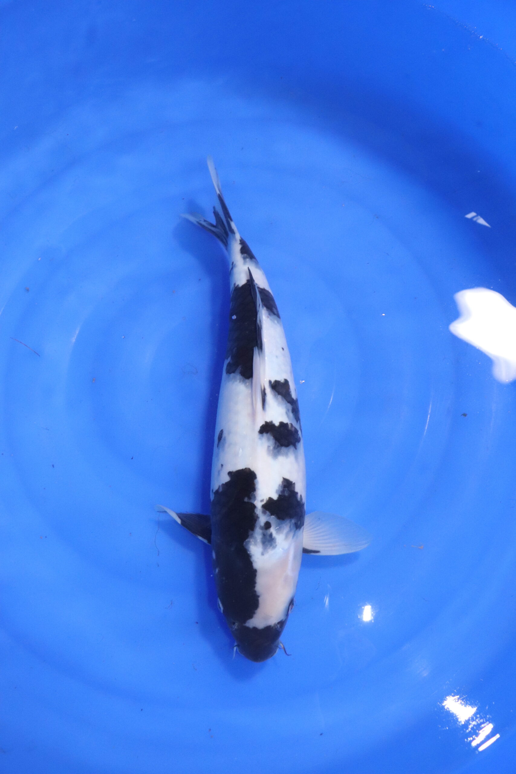 Carpe koi japonaise shiro utsuri (5582)