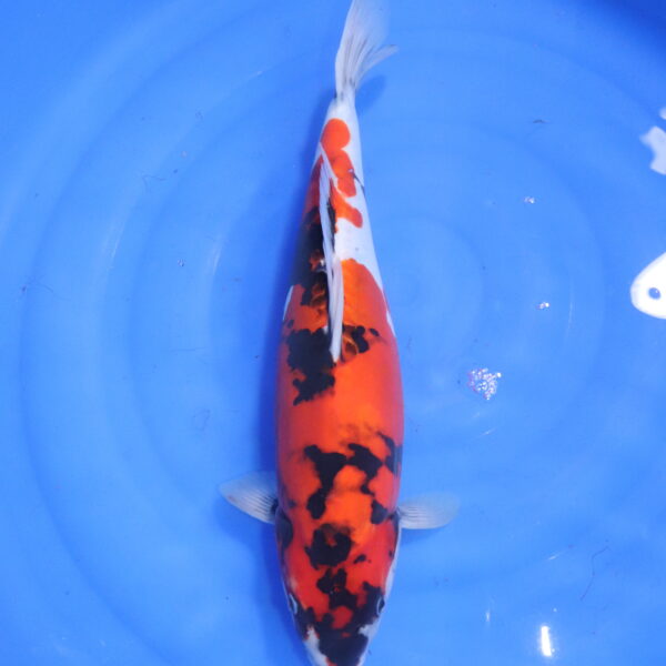 Carpe koi Showa – Showa Doitsu 44cm (5587)