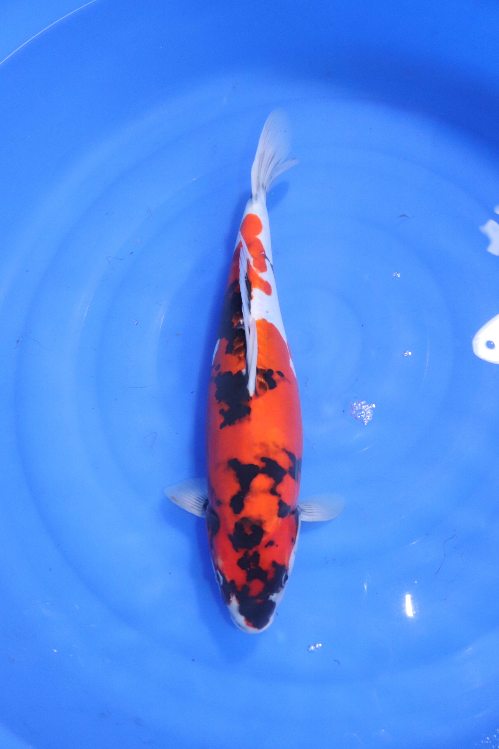 Carpe koi japonaise showa doitsu (5587)