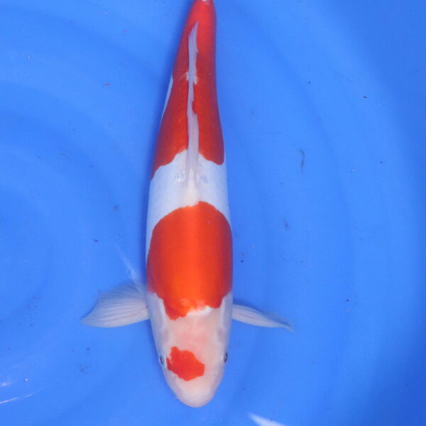 Carpe koi japonaise kohaku (5592)