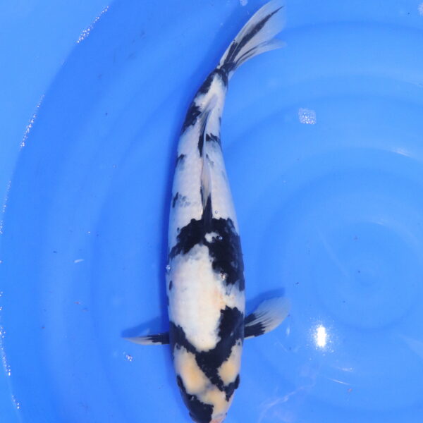 Carpe koi Shiro Utsuri – Shiro Utsuri 44cm (5595)