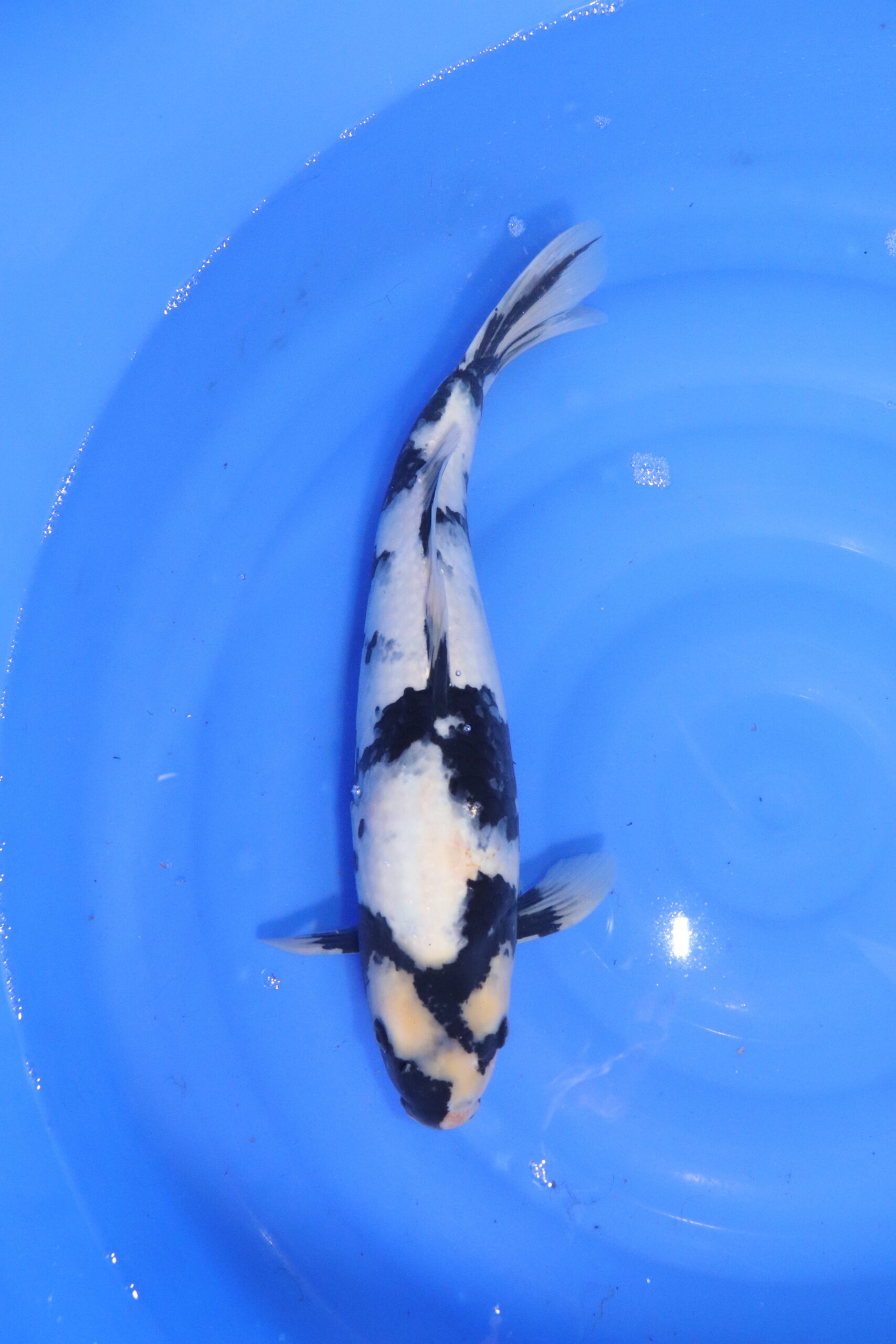 Carpe koi japonaise Shiro Utsuri (5595)