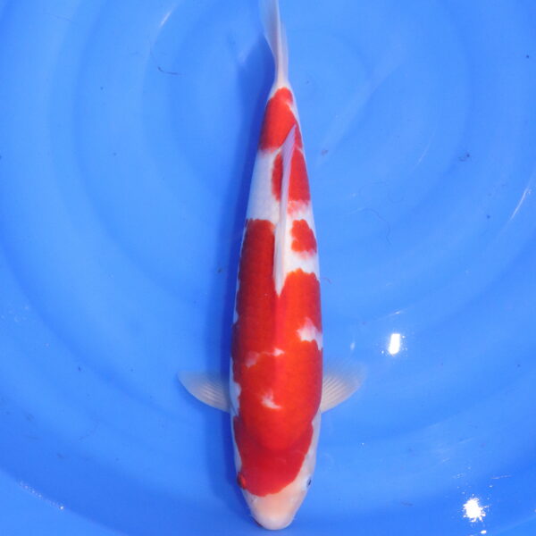 Carpe koi japonaise kohaku (5605)