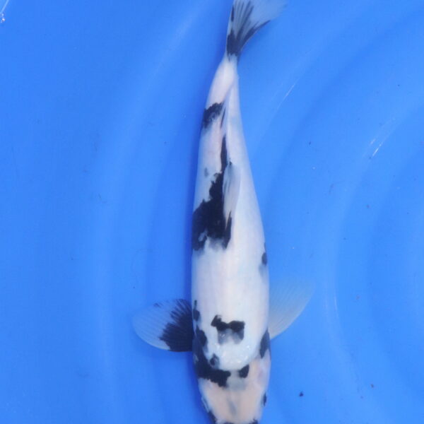 Carpe koi Shiro Utsuri – Shiro Utsuri 35cm (5609)